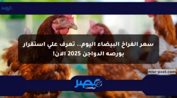 سعر الفراخ البيضاء اليوم.. تعرف على استقرار بورصة الدواجن 2025 الآن!